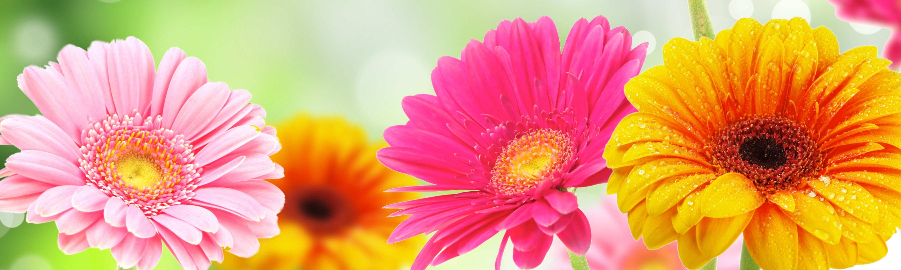 Mission Viejo Florist SameDay Flowers Delivery Lake Forest, California