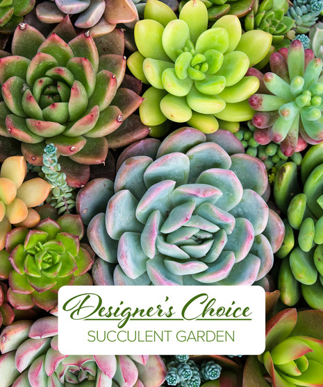 Succulent Garden - Custom Design Garden