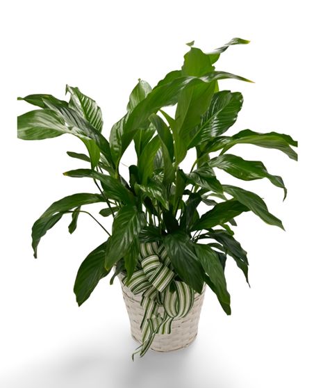 Green Plants