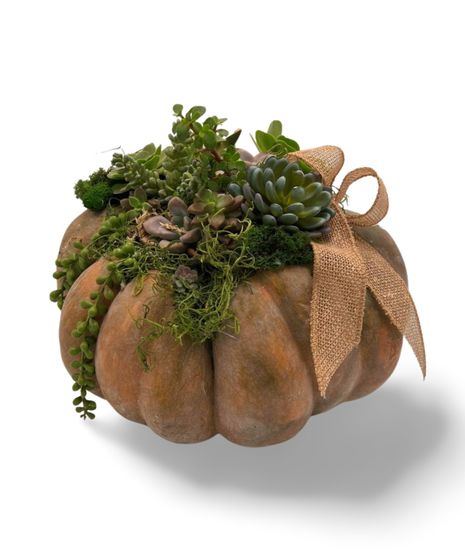 Pumpkulent Harvest