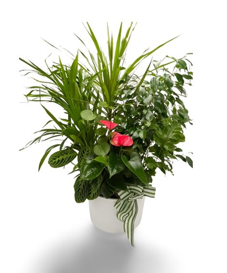 Serene Greens Planter