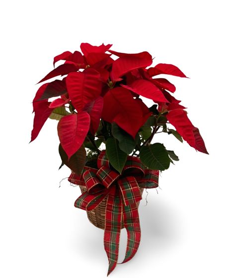 Red Poinsettia Basket