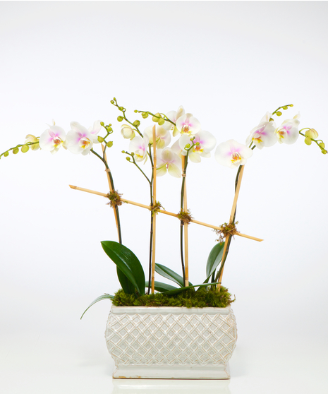 Flowering Plants