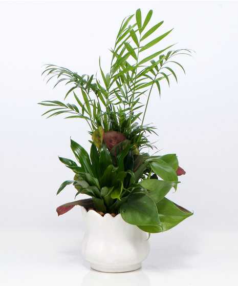 Forever Green Planter