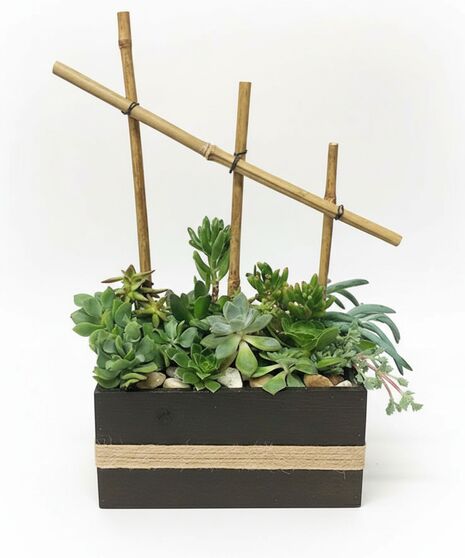 Modern Box Of Succulents