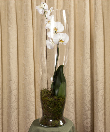Orchid Plant Display